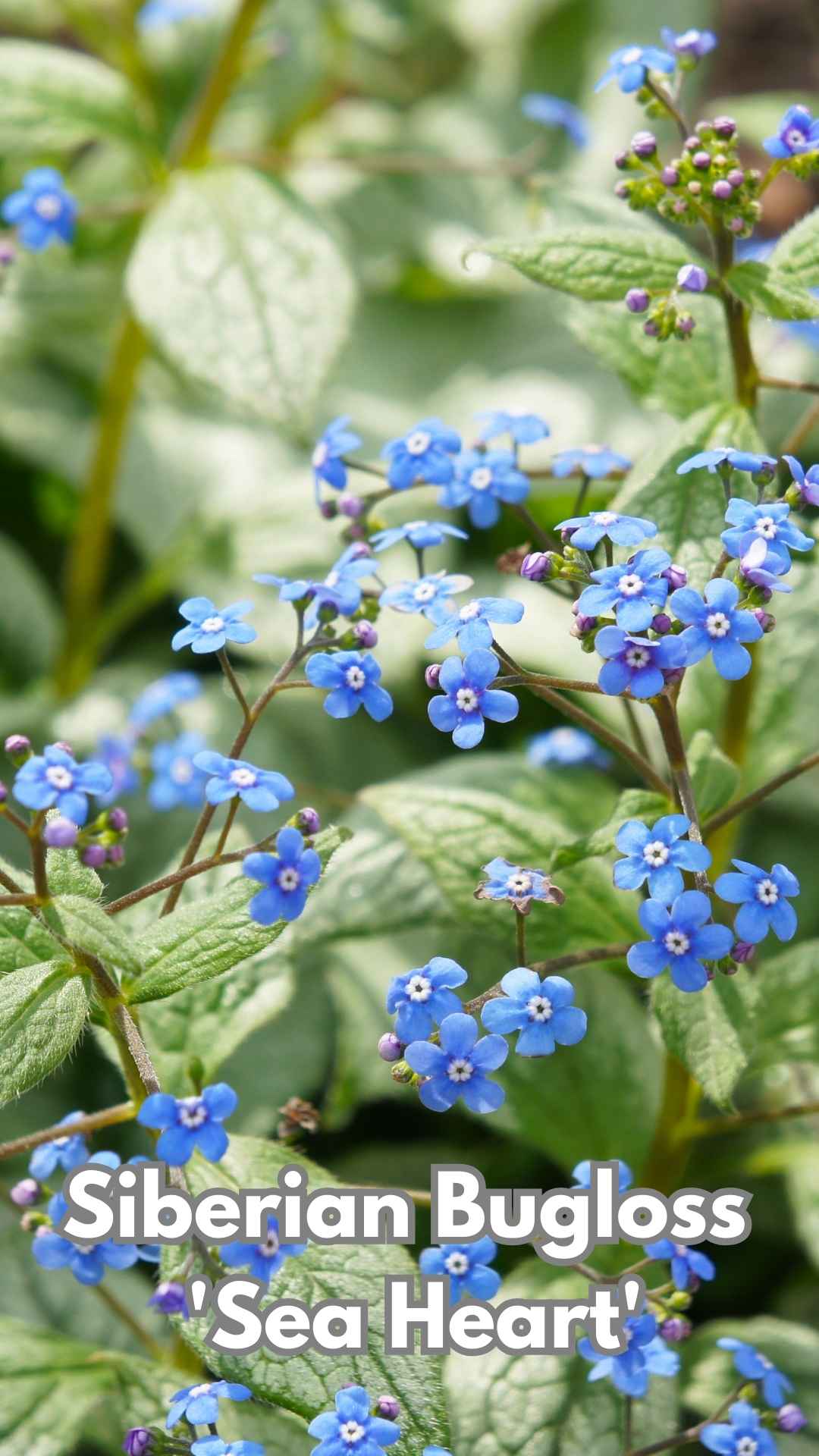 Photo of Siberian Bugloss 'Sea Heart'