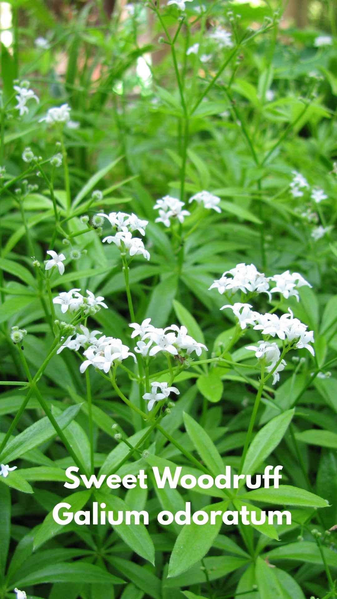 Sweet Woodruff Galium odoratum