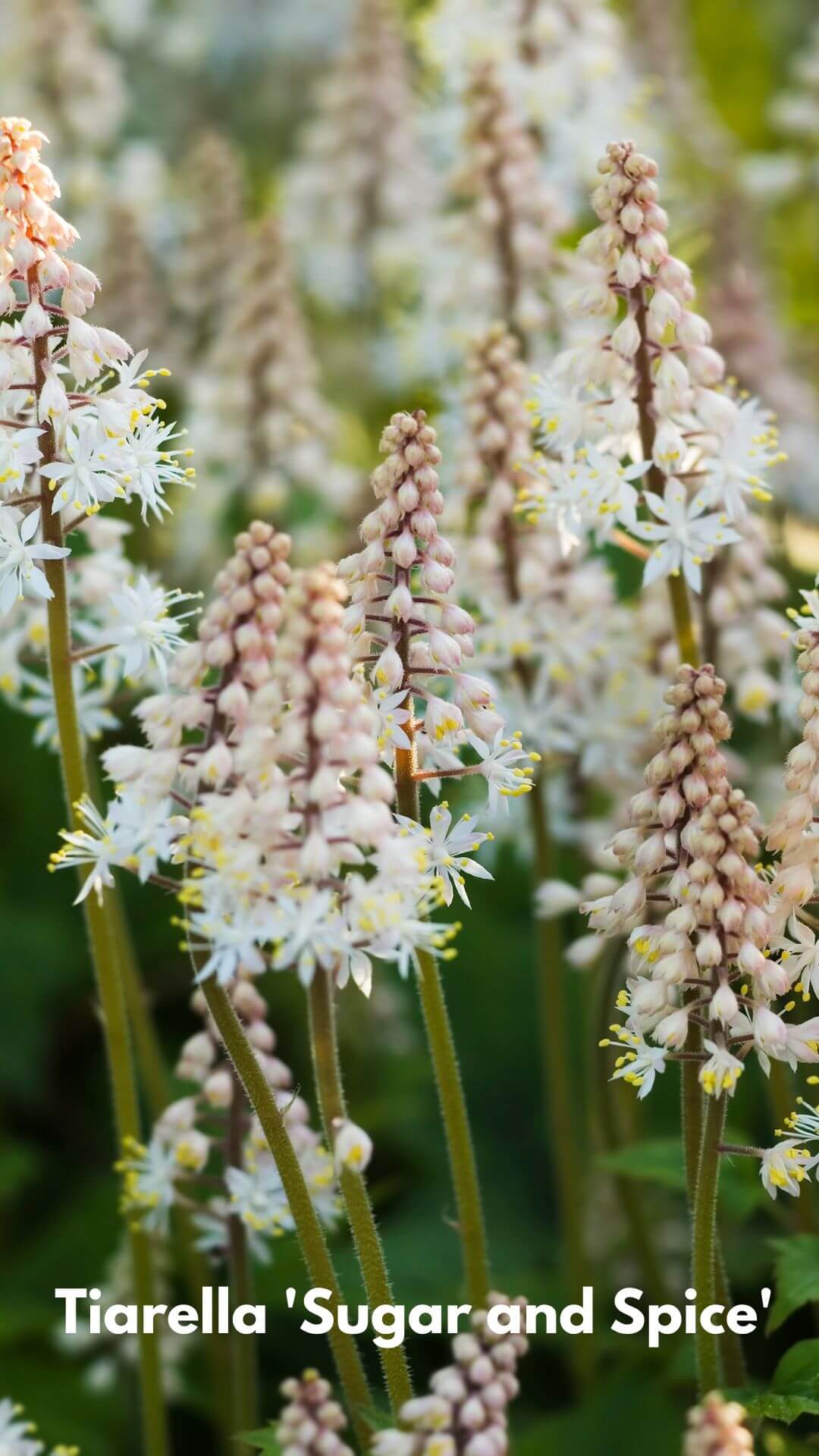 Photo of Tiarella 'Sugar and Spice'