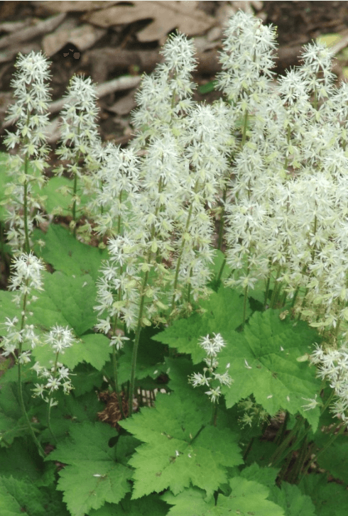 Photo of Foamflower 'Running Tapestry'