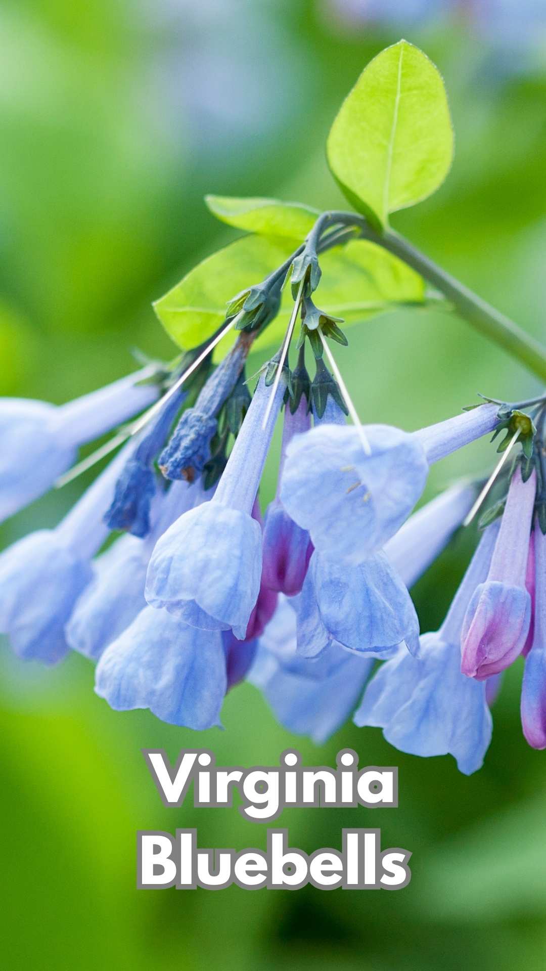 Photo of Virginia Bluebells