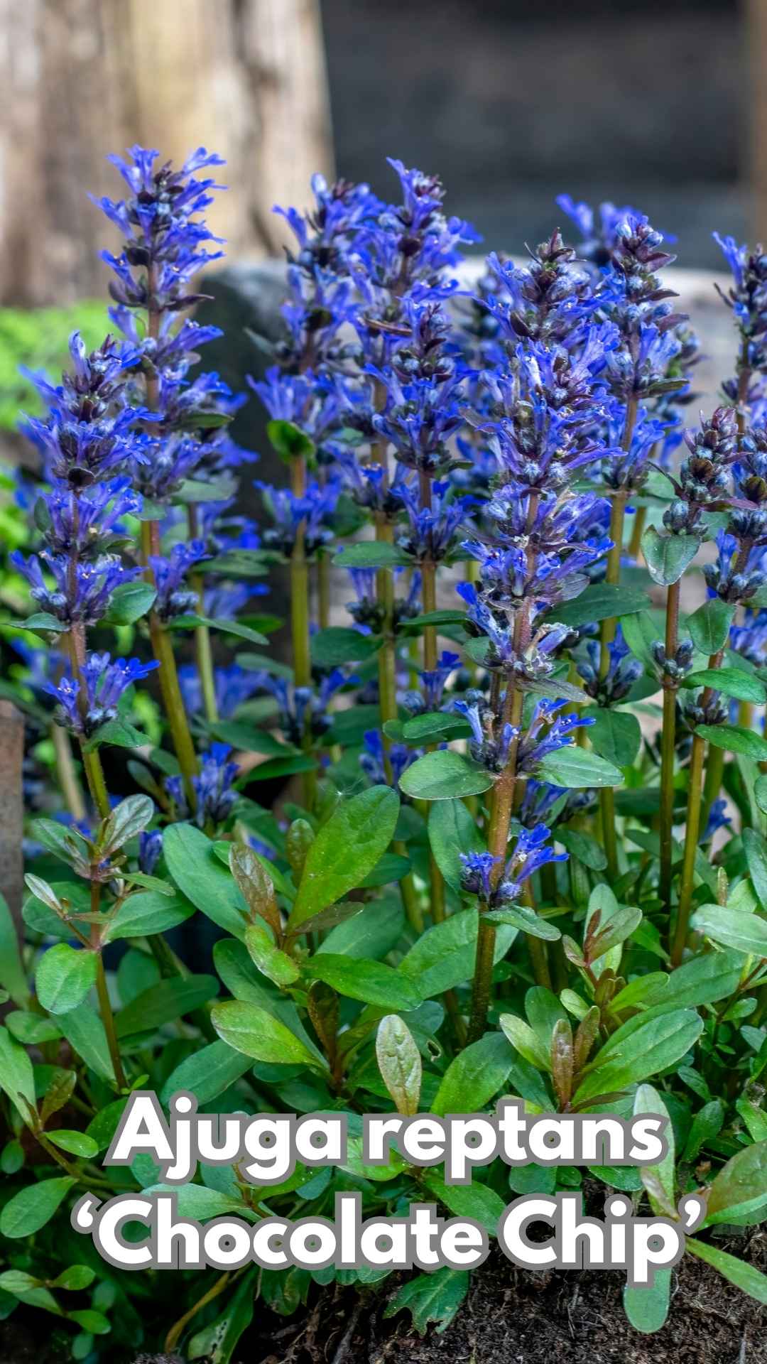 Photo of Ajuga reptans chococate chip