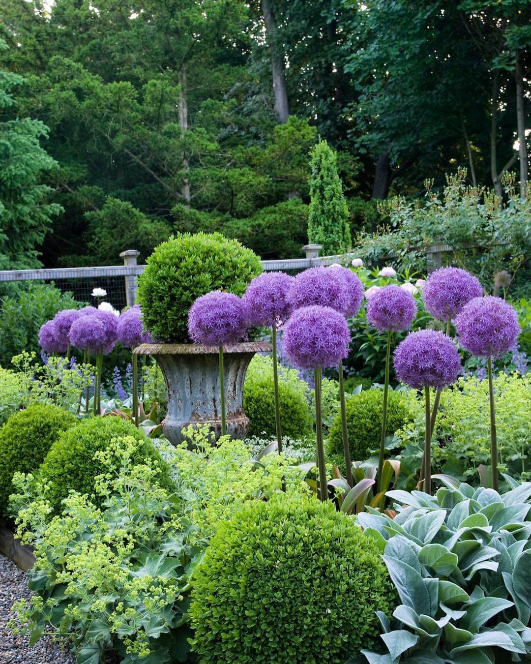Allium plant