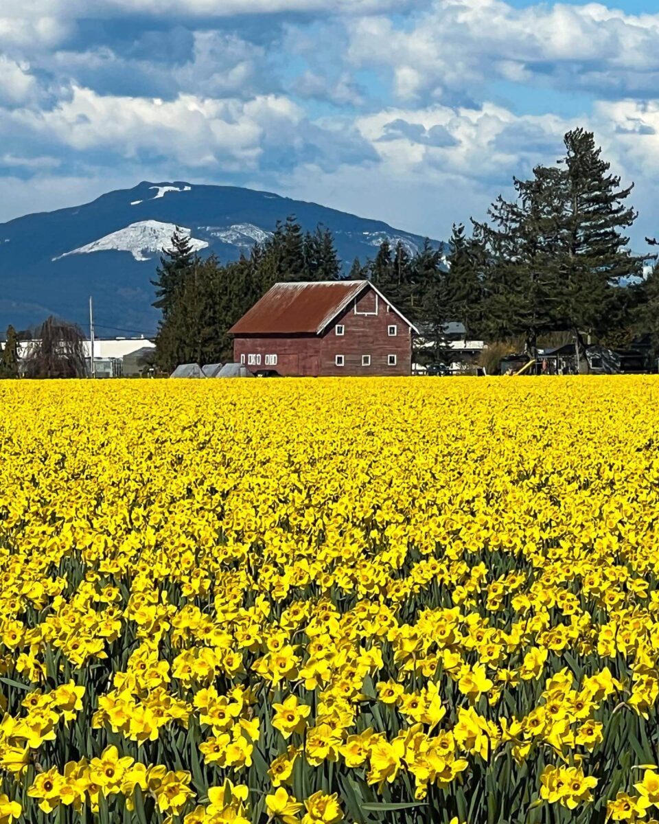 Daffodils in garden
