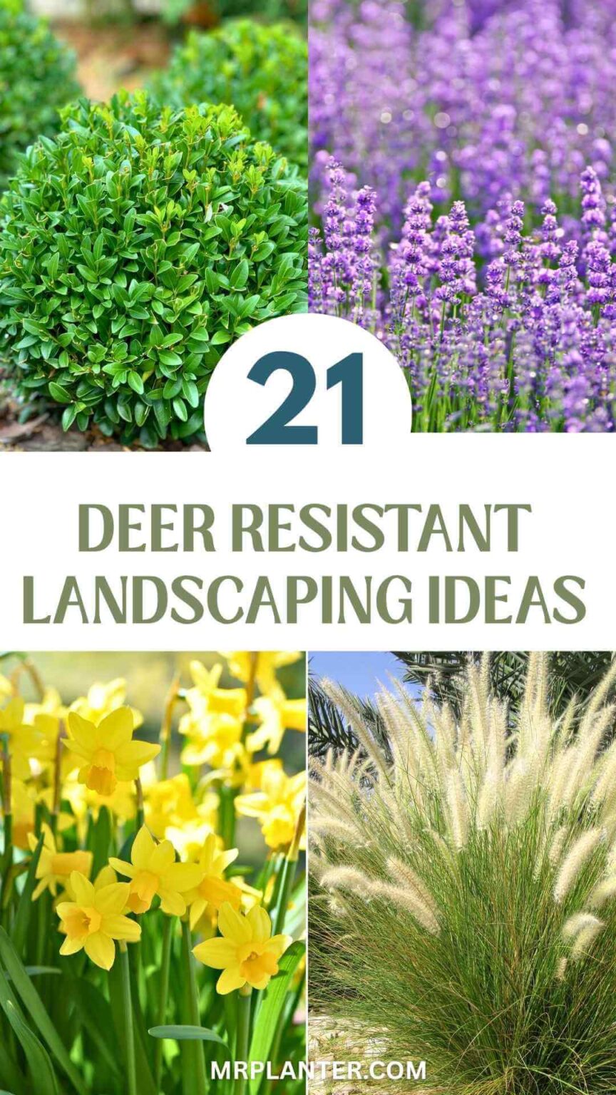 21 Deer Resistant Landscaping Ideas for a Beautiful, Worry-Free Garden