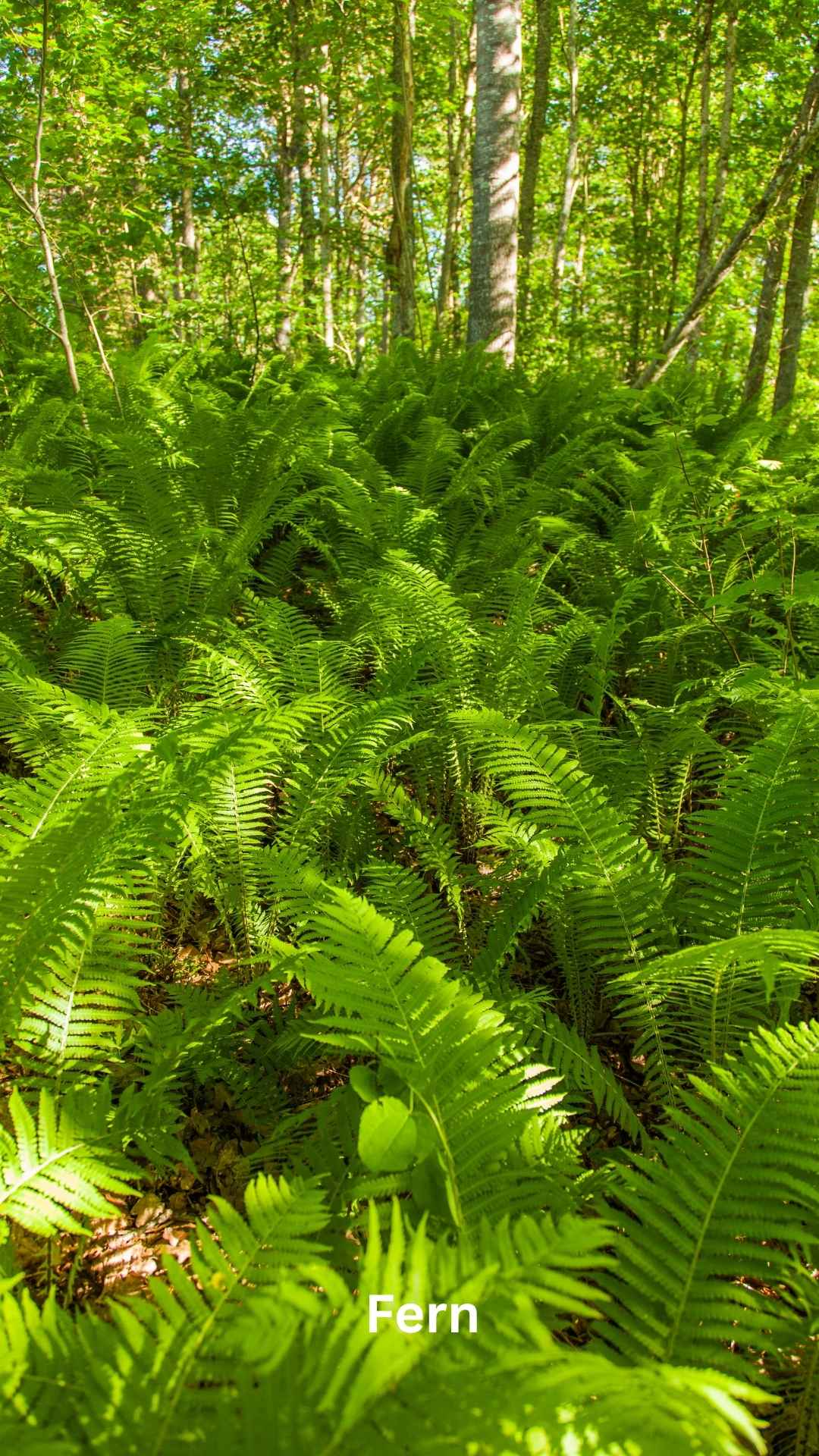 A lush garden filled with various types of ferns, surrounded by a perimeter of plants known for their resistance to deer grazing