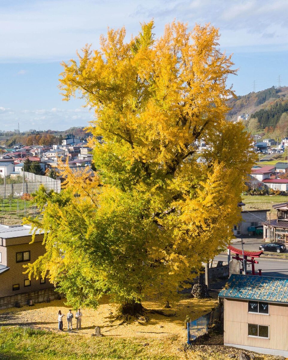 Ginkgo biloba trees