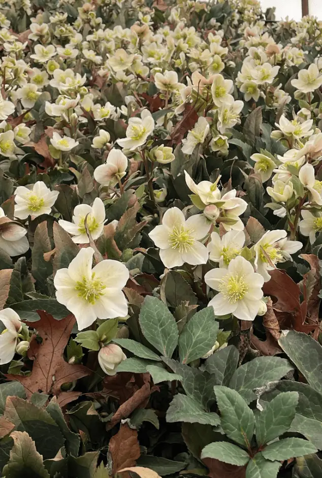hellebores
