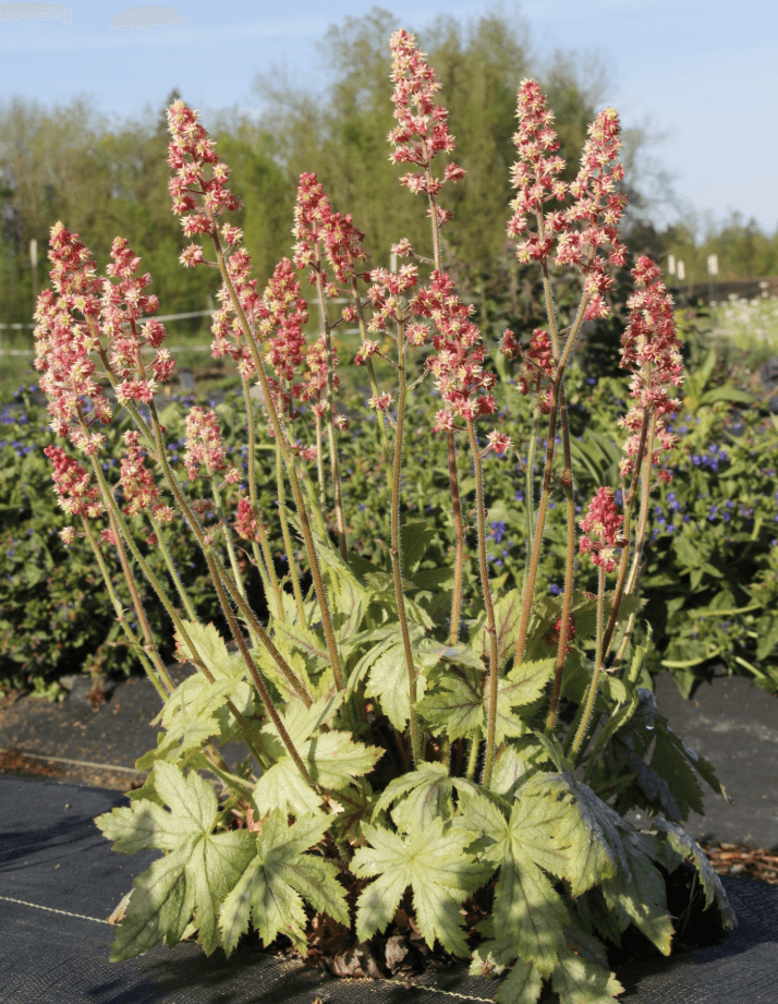 Photo of Heucherella 'Dayglow Pink'