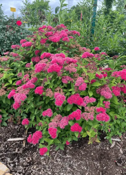 Spirea shrubs