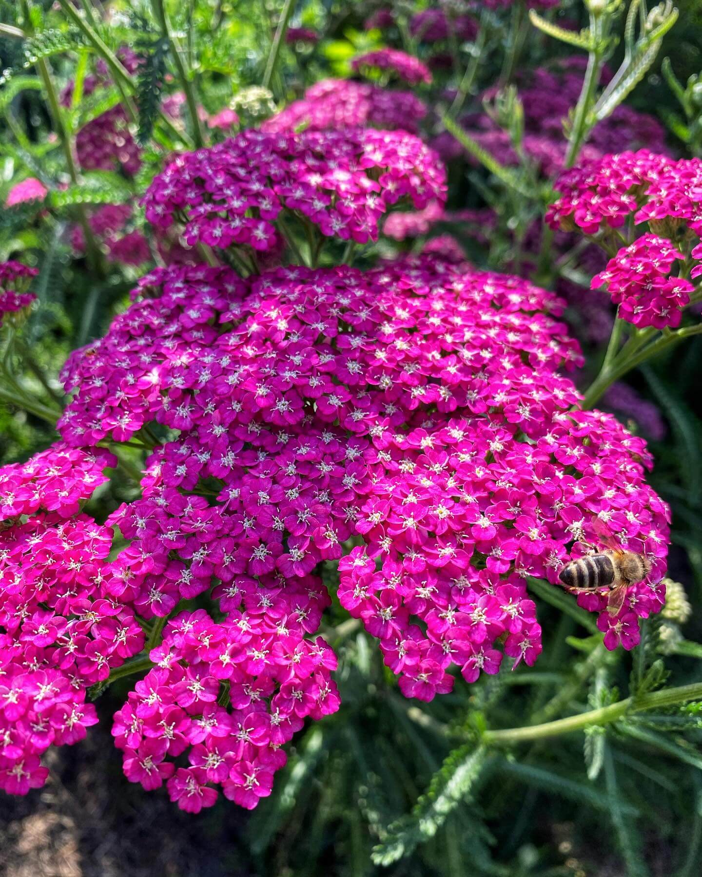 Yarrow flowers