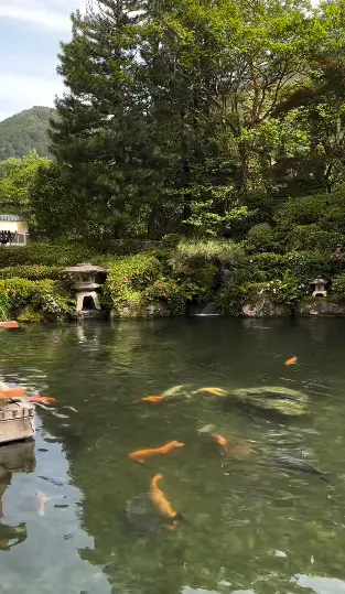 Beautiful koi pond in japanese garden