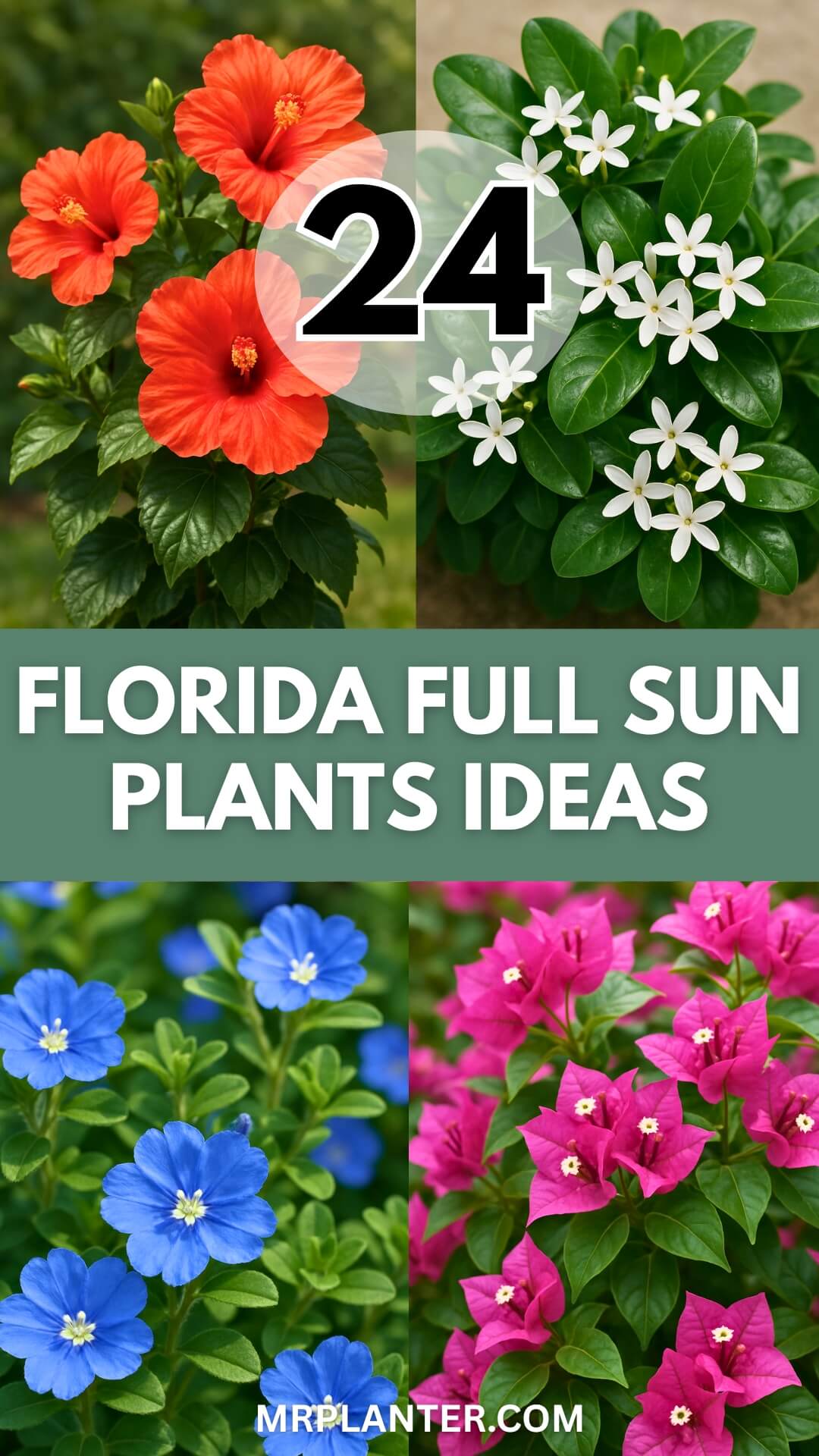 24 Florida Fun Sun Plants Perfect for Easy, Bright Garden Vibes