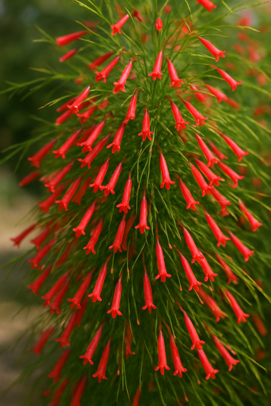 Close-up of a Firecracker Plant with bright red tubular flowers and thin green leaves in a natural outdoor setting.