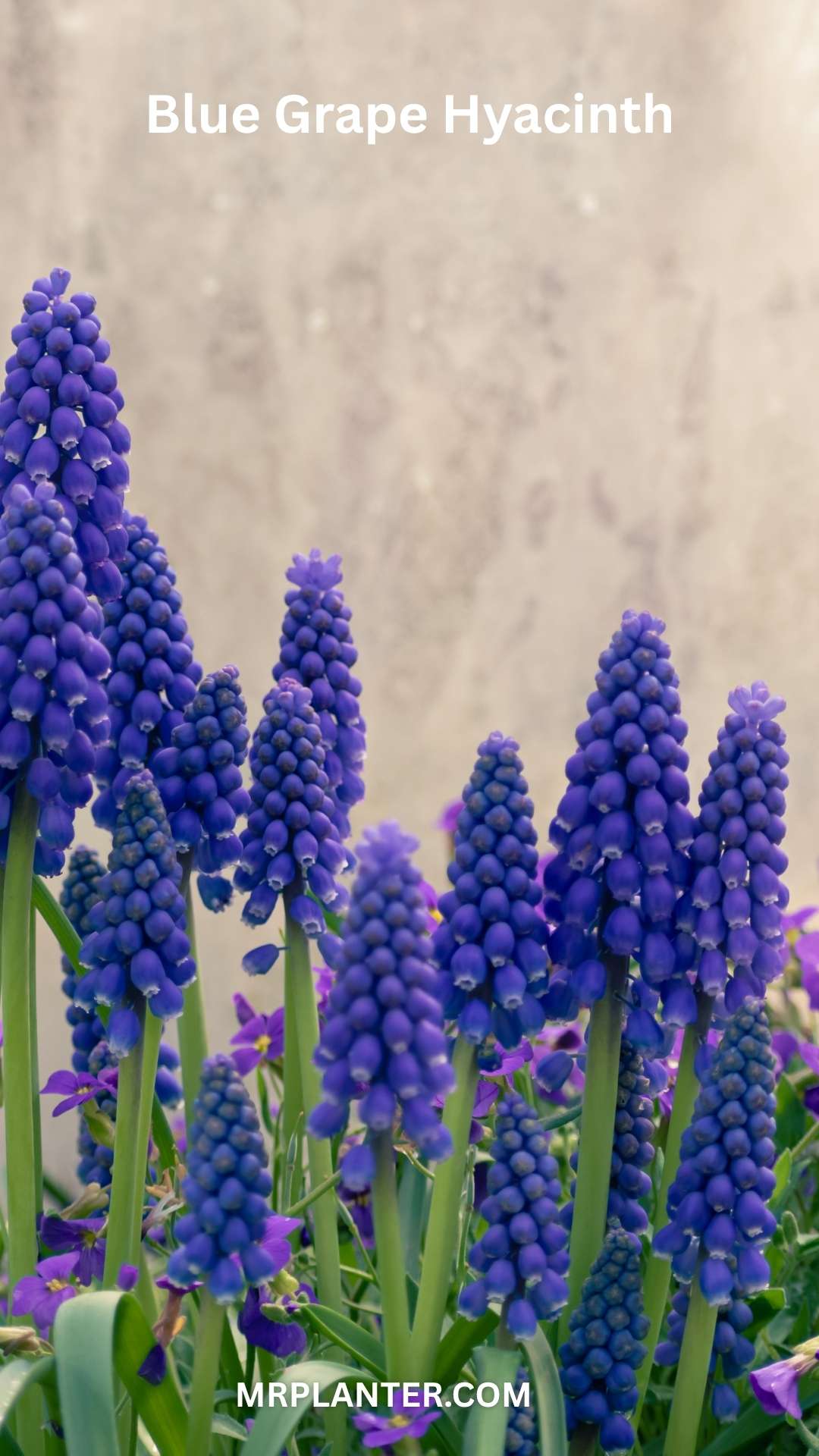 blue grape hyacinths