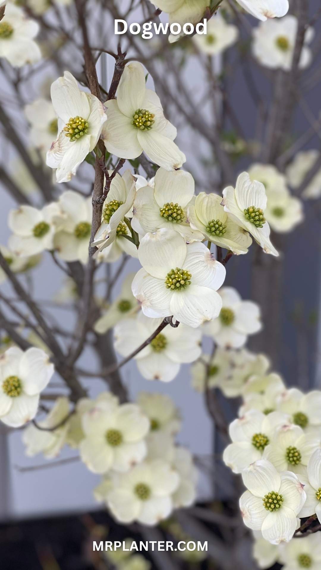 Dogwood
