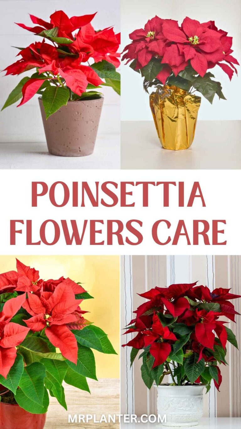 Poinsettia Care