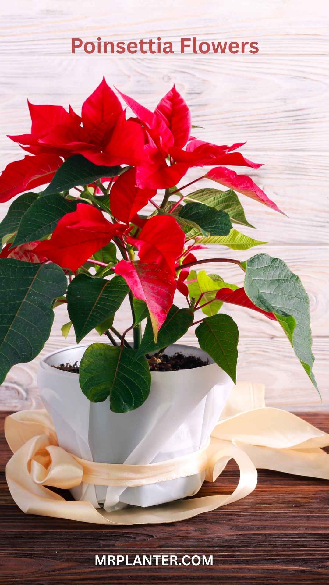 Poinsettia flowers