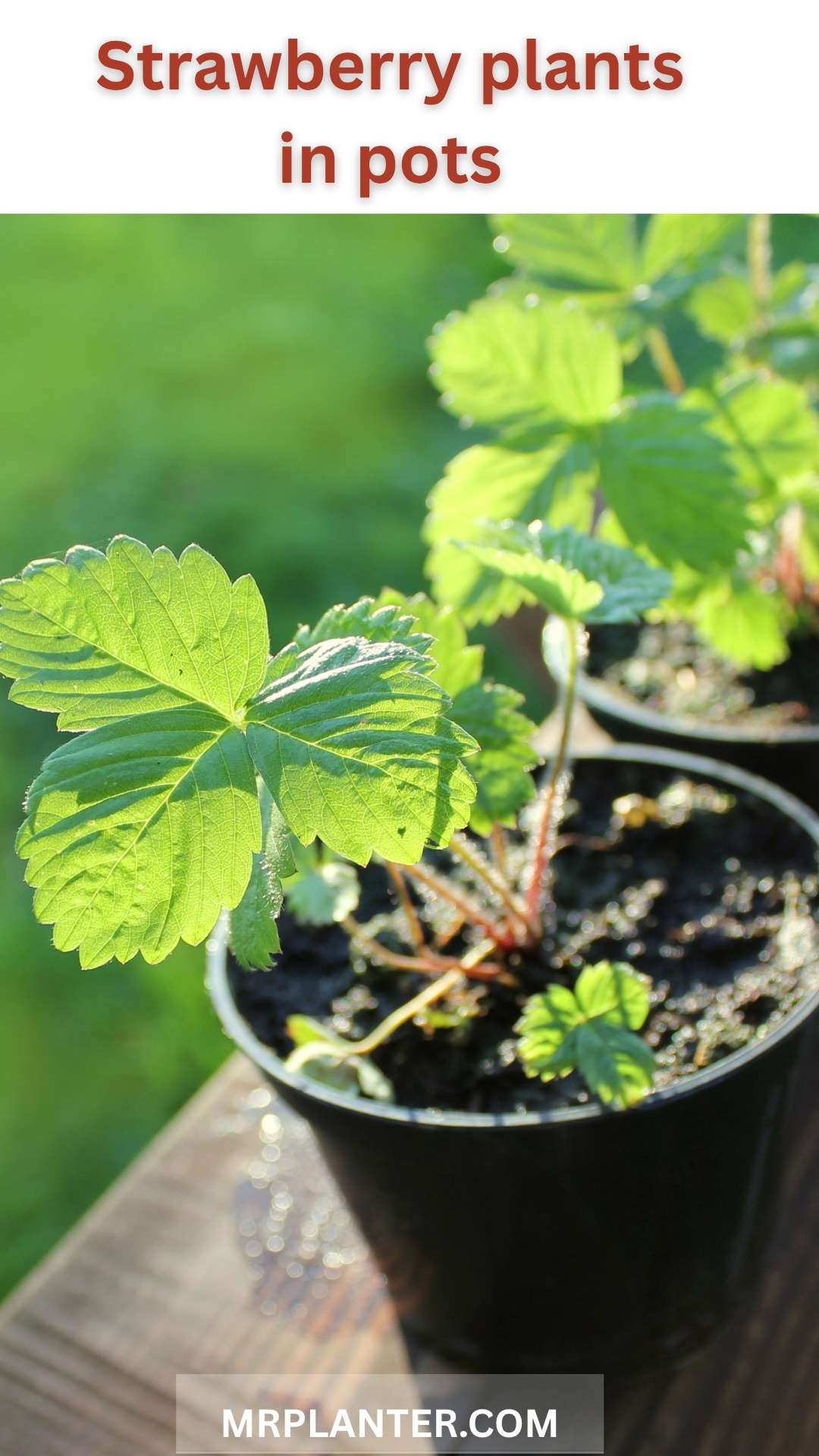 Growing Strawberries in Containers