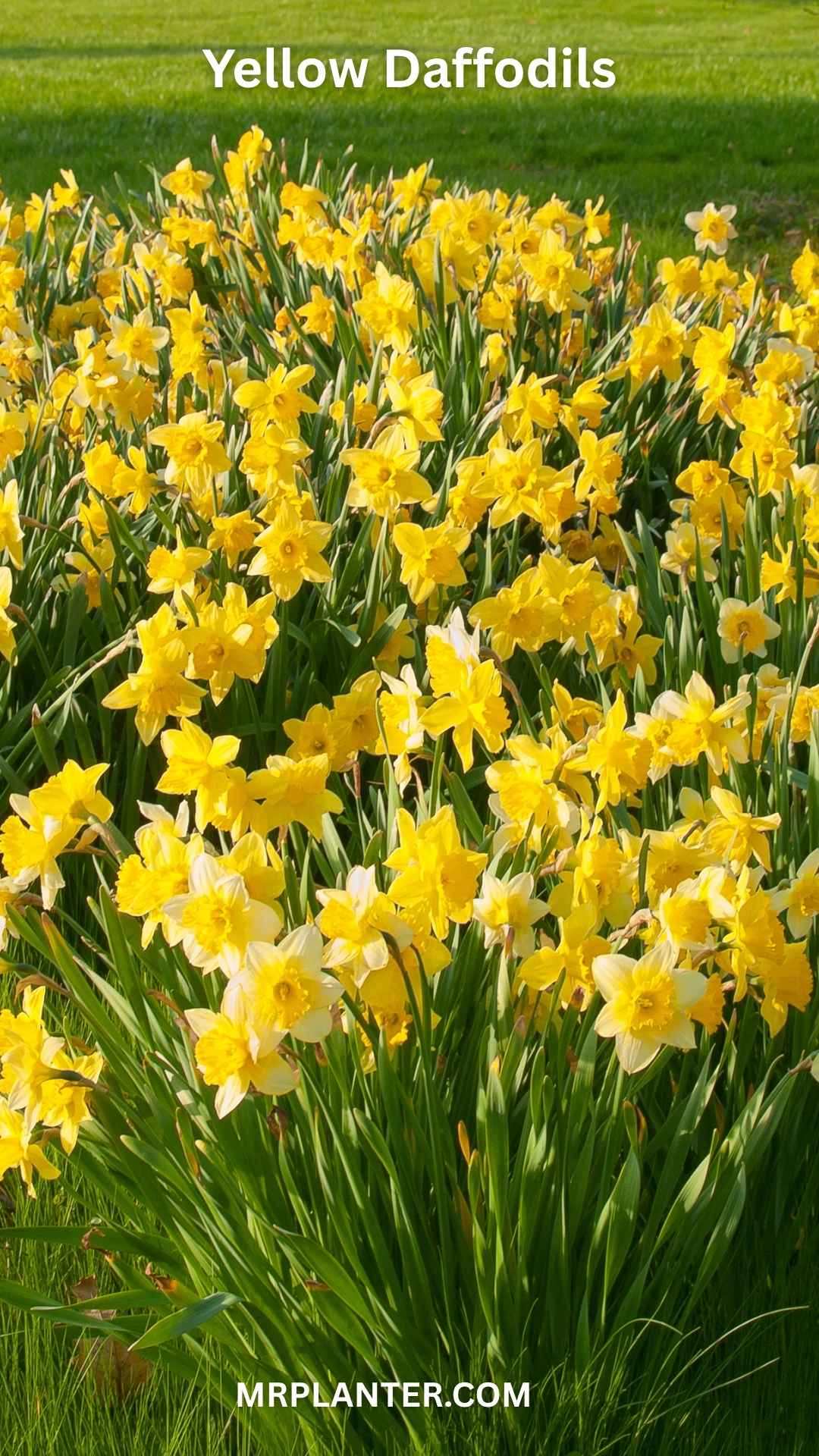 yellow daffodils