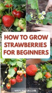 How to grow strawberries