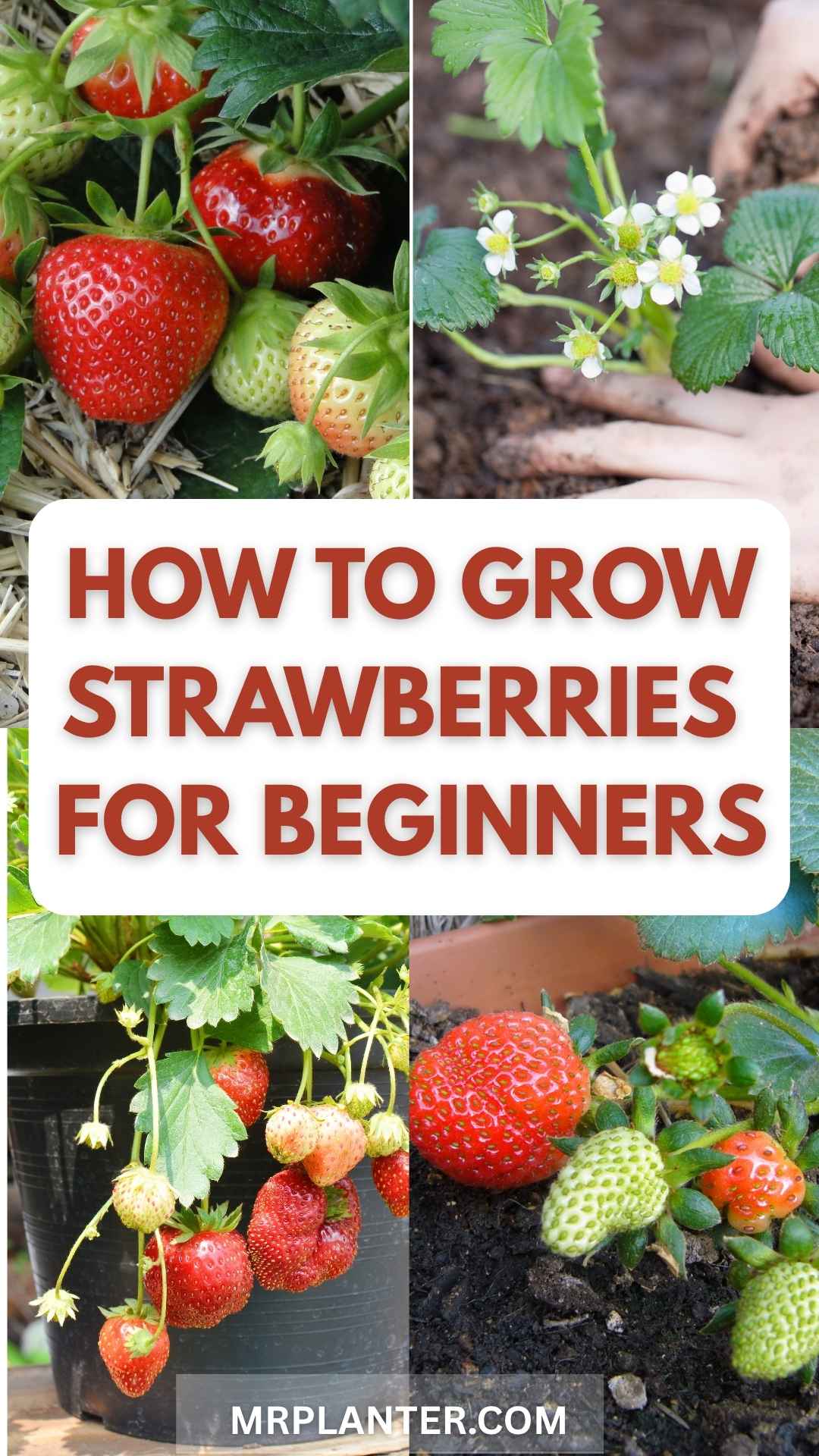 Growing strawberries