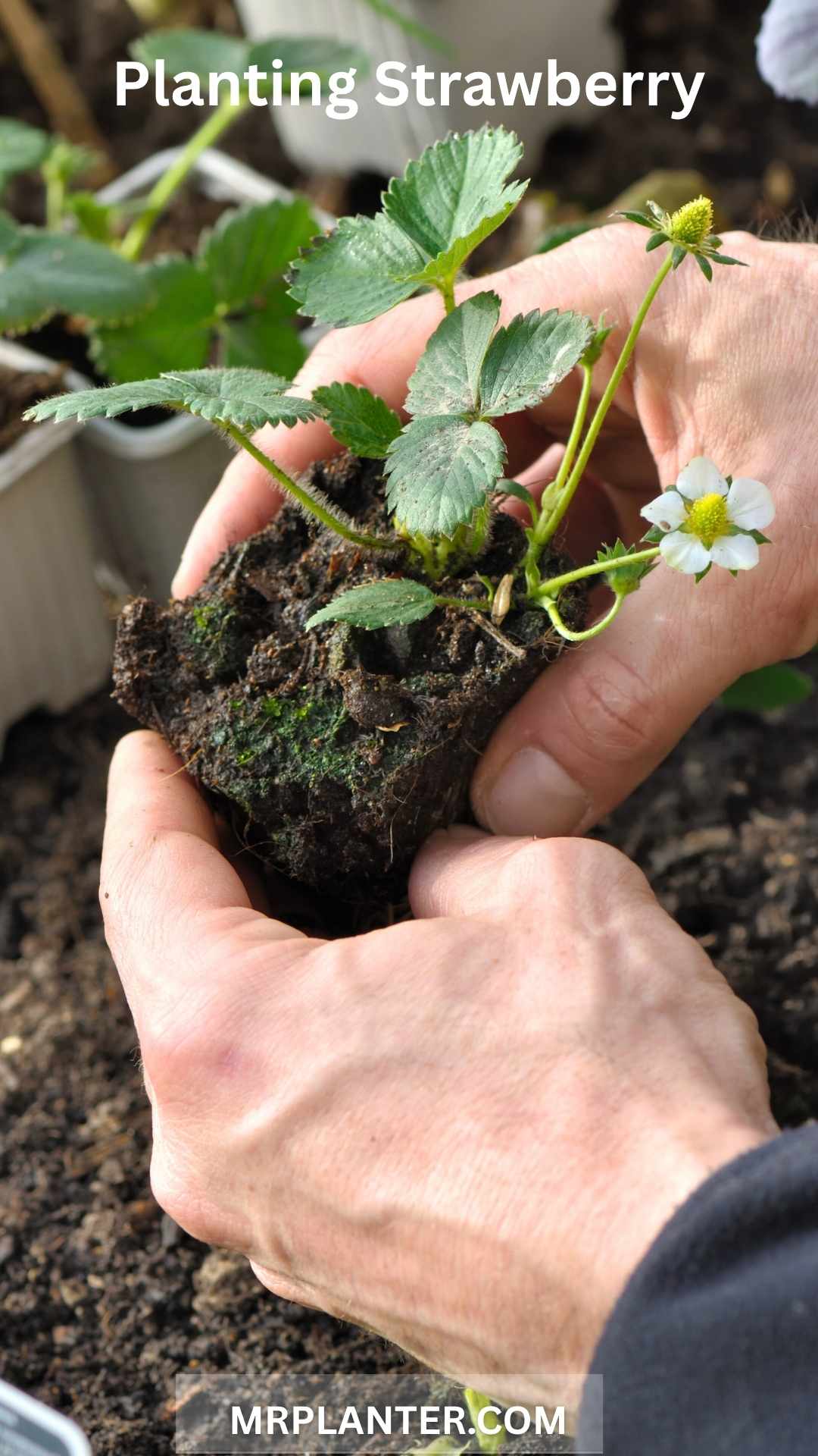 Planting Strawberry Plants