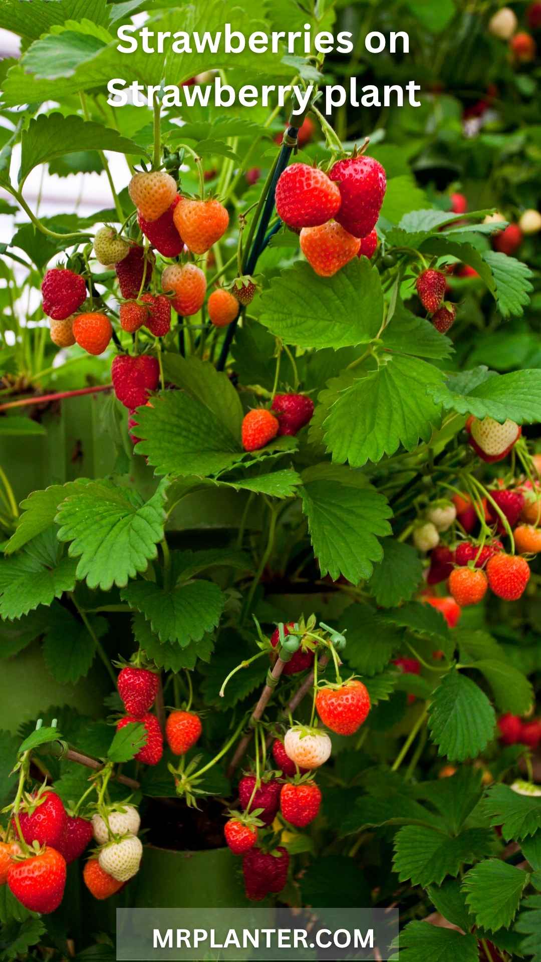 Strawberry growing on strawberry plant