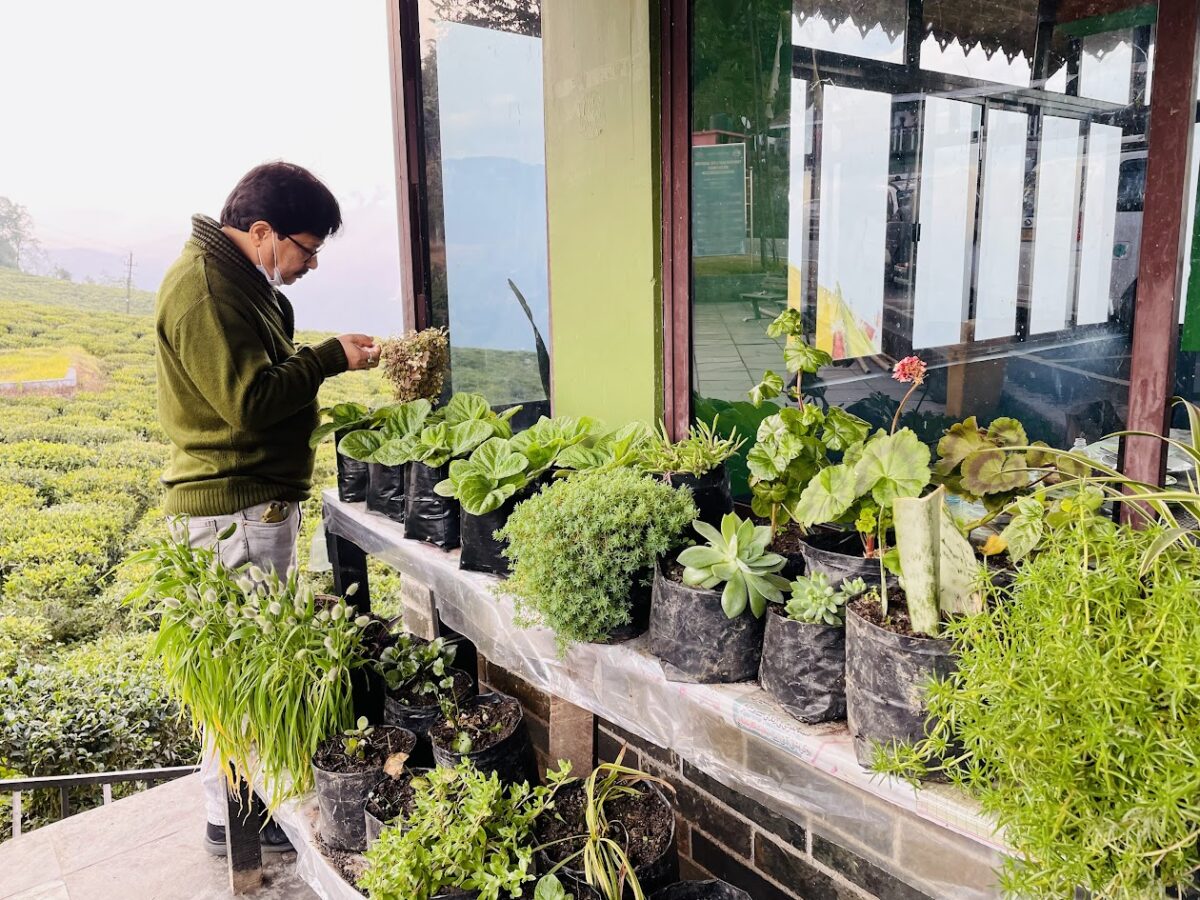 Tarun Saha Checking the different plants near Temi Tea Estate