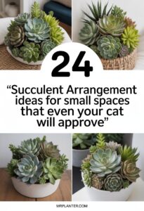 Succulent Arrangement Ideas for Small Spaces