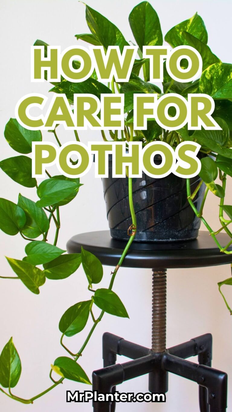 Pothos Plant Care Tips