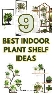 Best Indoor Plant Shelf Ideas