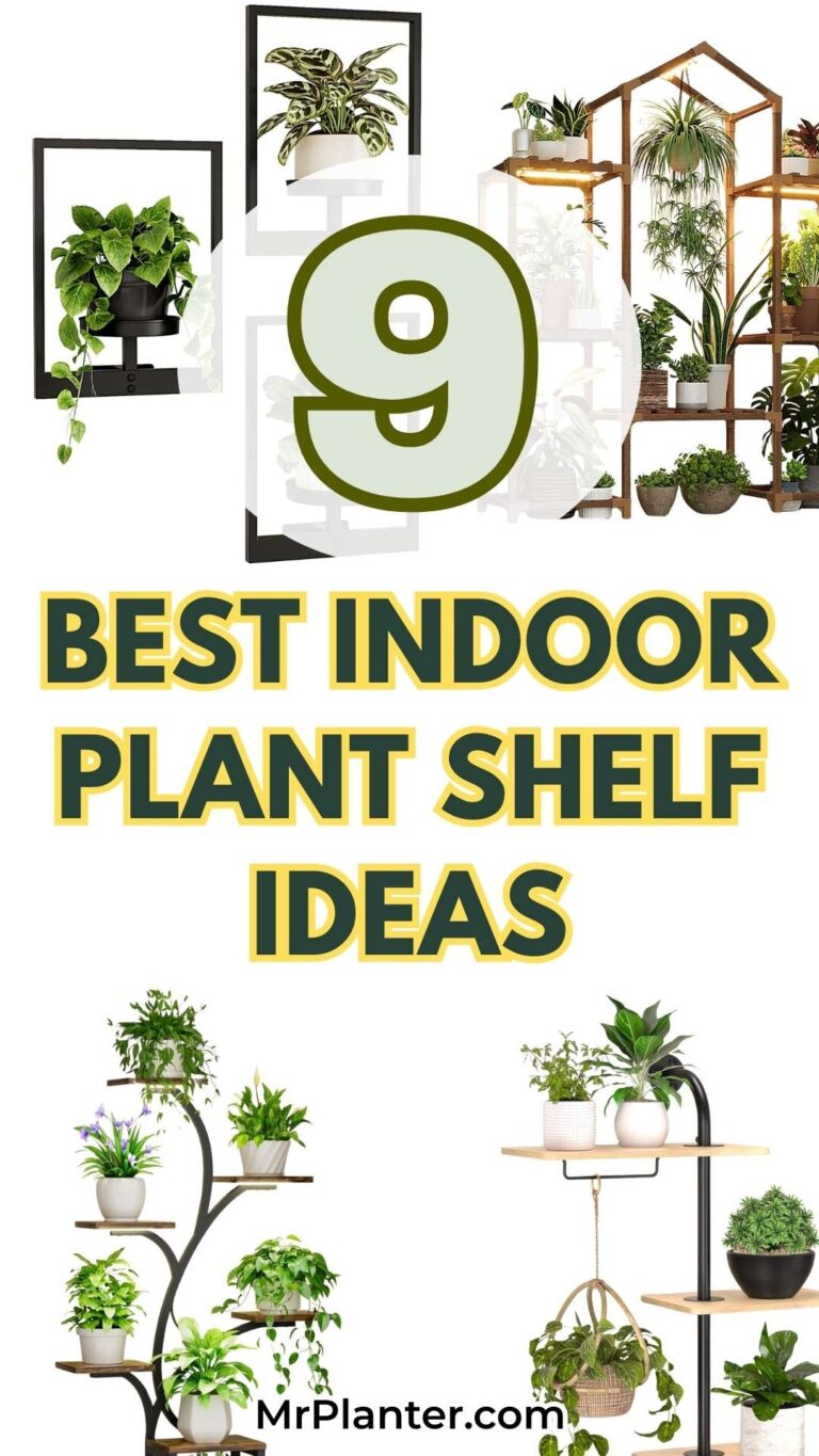 Best Indoor Plant Shelf Ideas