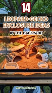 Leopard Gecko Enclosure Ideas