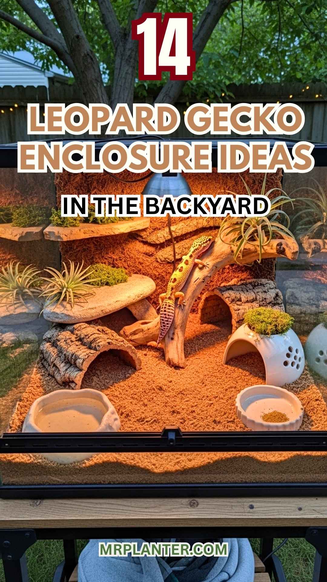 Leopard Gecko Enclosure Ideas