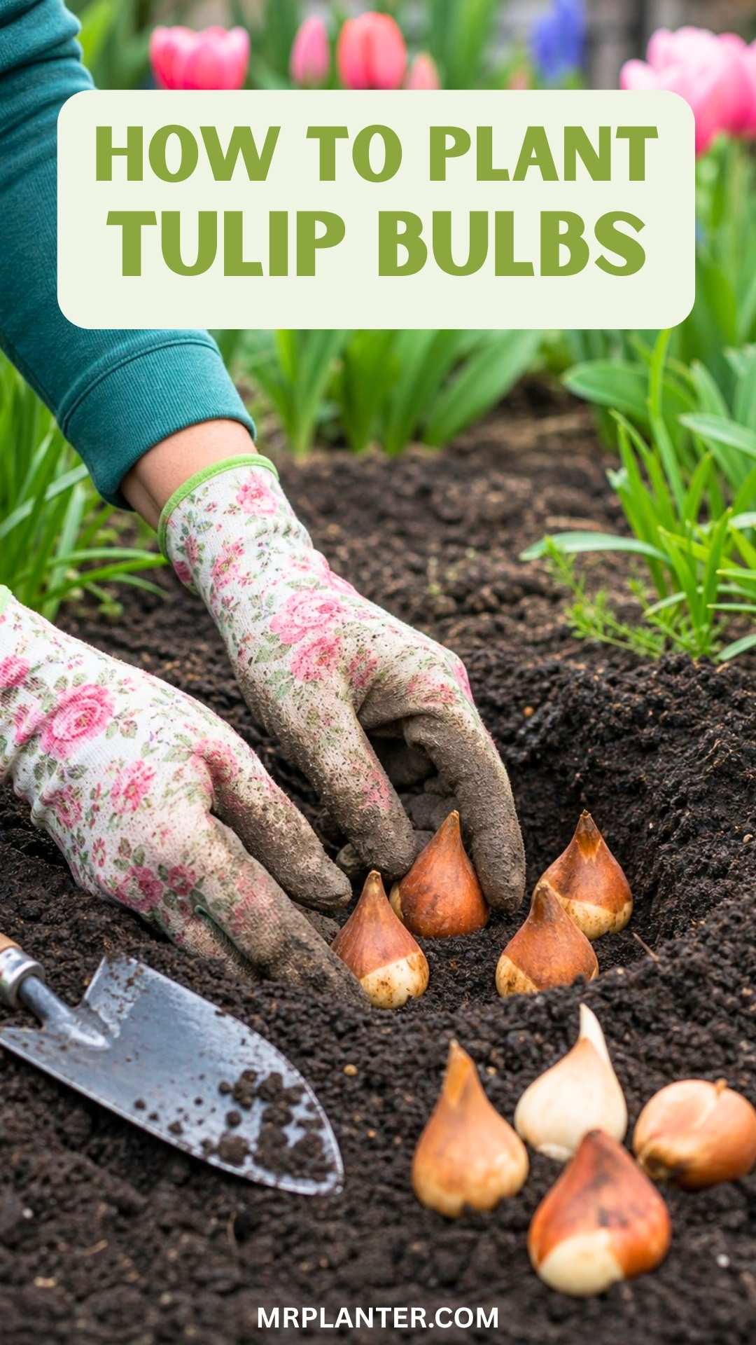 Pin on How To Plant Tulip Bulbs For A Brilliant Garden Display