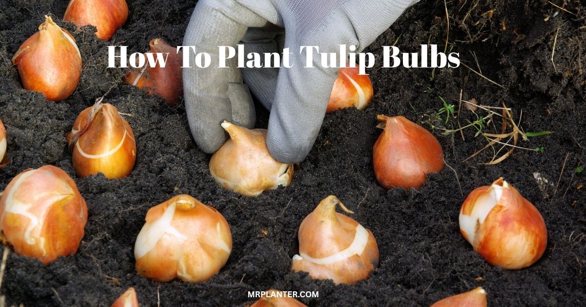 How To Plant Tulip Bulbs