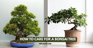 How to Care for a Bonsai Tree (Even If You're a Beginner) How to Care for a Bonsai Tree