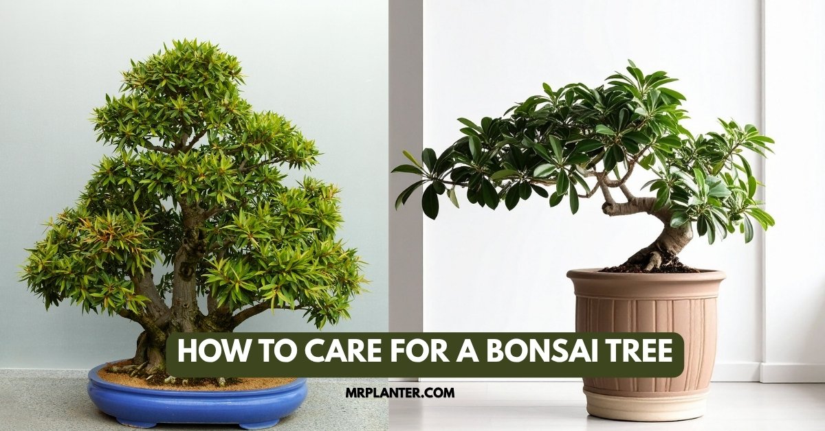 How to Care for a Bonsai Tree
