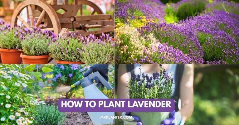 How To Plant Lavender