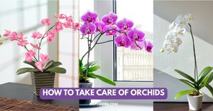 How to Take Care of Orchids (Complete Beginner's Guide) How to Take Care of Orchids