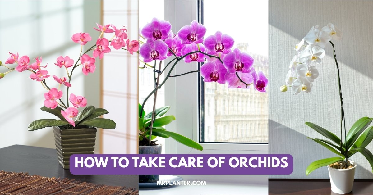 How to Take Care of Orchids