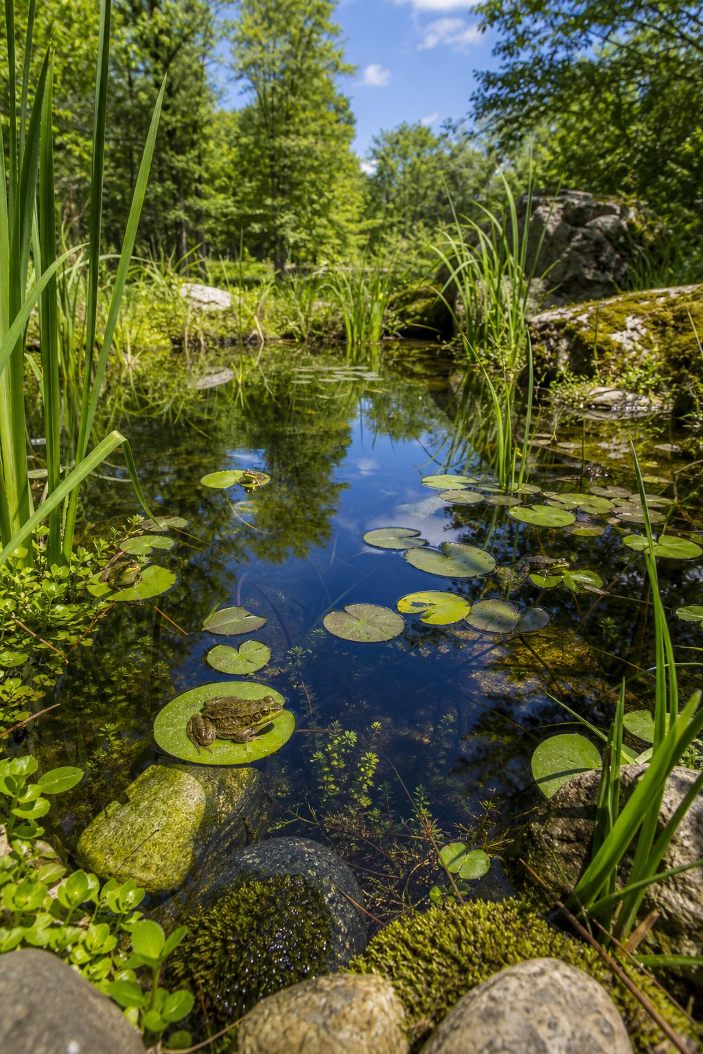 A calm pond surrounded by green plants and rocks with frogs resting on lily pads in the water.