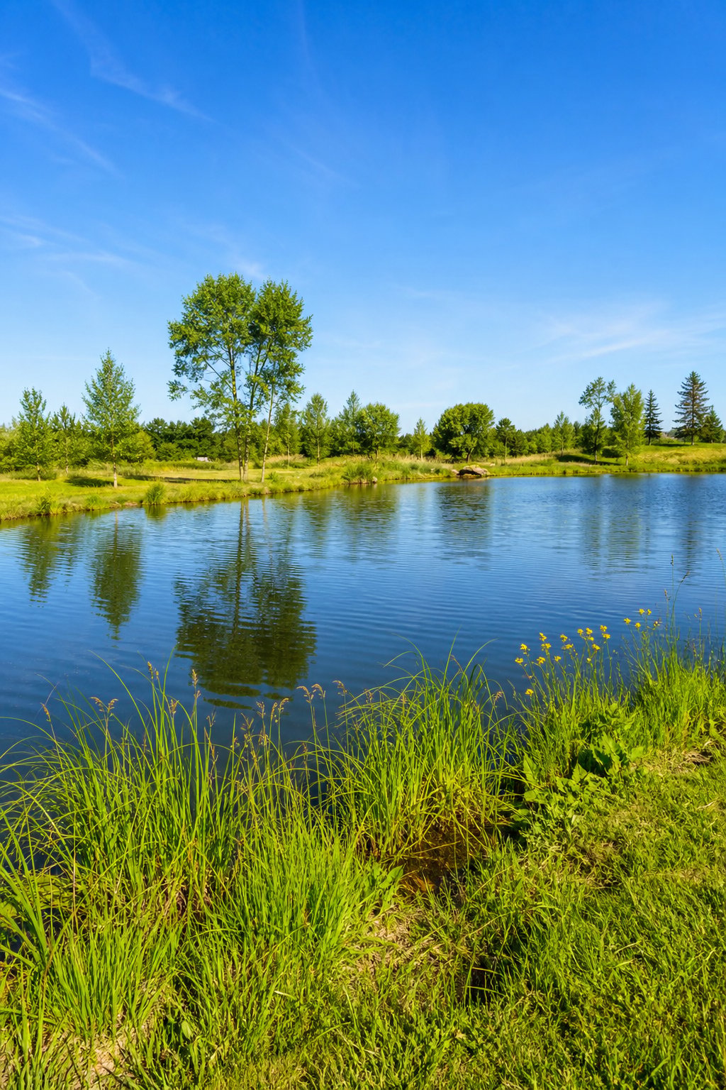 A large wildlife pond with clear edges surrounded by grass and plants, open to sunlight and away from tall trees.